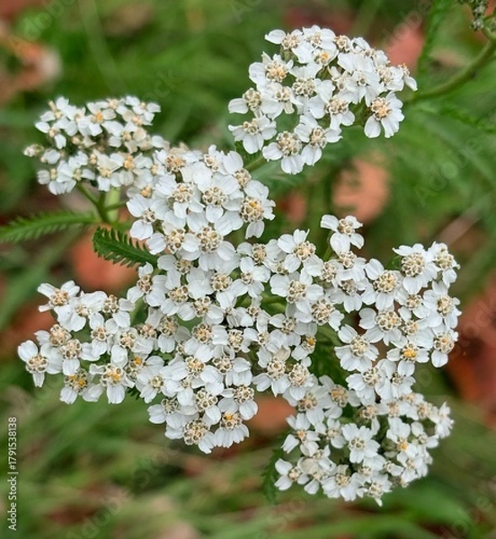 Fototapeta white flowers closeup