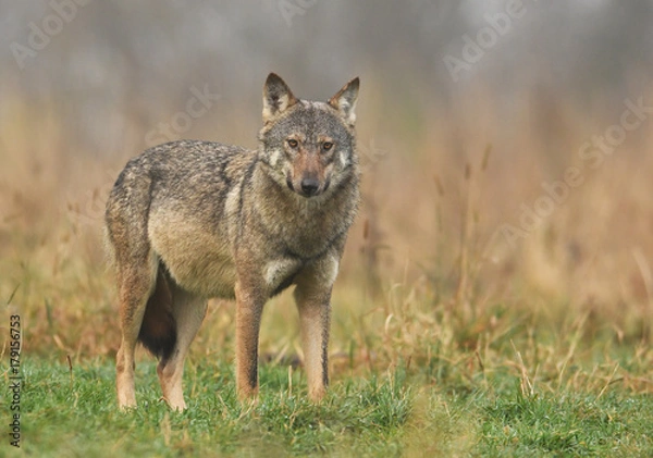 Fototapeta Gray wolf (Canis lupus)