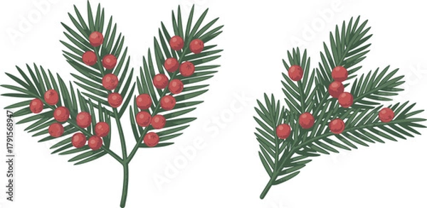 Obraz Christmas pine branches with red berries illustration, festive botanical decoration, winter holiday foliage design, traditional seasonal greenery isolated on white background
