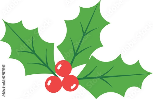 Fototapeta Simple vector illustration of Christmas holly leaves and red berries, festive holiday decoration element isolated on white background for design