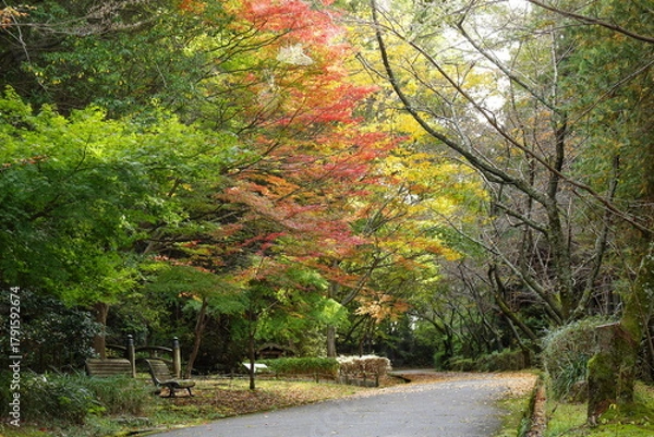 Obraz 綺麗な紅葉が始まった公園の小路