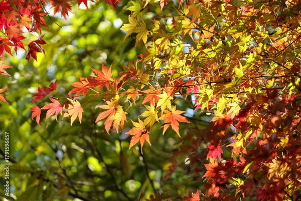 Obraz 綺麗に色づき始めた秋のもみじ
