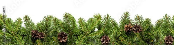 Obraz Evergreen branches on white