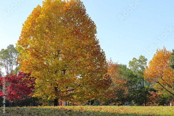 Obraz 黄色く色づいた公園の広場の大木