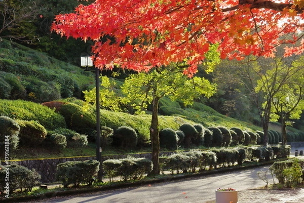 Obraz 真っ赤に色づいた葉と常緑樹と公園の中の道