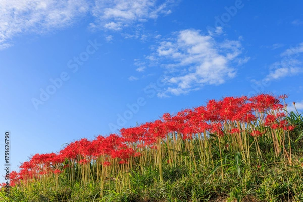 Fototapeta 彼岸花咲く里の秋景色　愛知県半田市