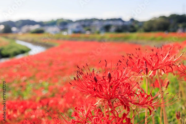 Fototapeta 彼岸花咲く里の秋景色　愛知県半田市