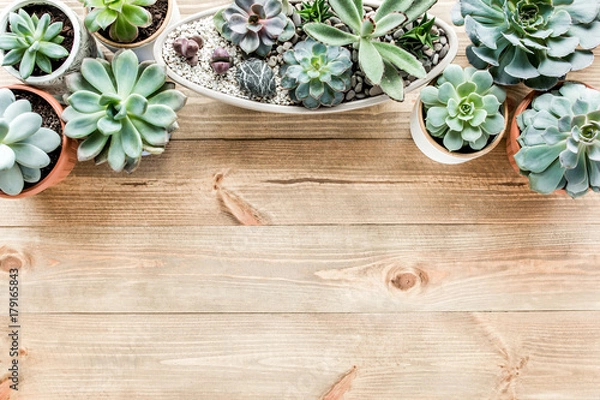 Fototapeta floral frame with succulents minimal creative berry arrangement pattern on wooden background. flat lay, top view. christmas background wallpaper.