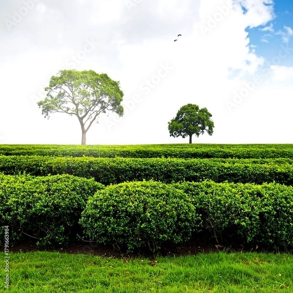 Obraz Lush green tea fields stretch under a bright sky