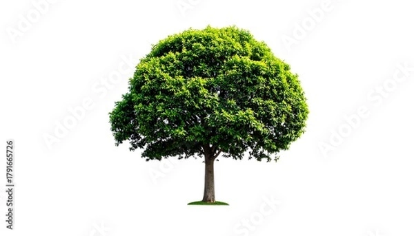Obraz Lush green tree against white background (1)