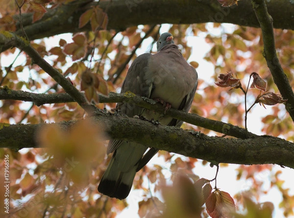 Obraz Columba palumbus