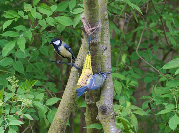 Obraz Cyanistes caeruleus