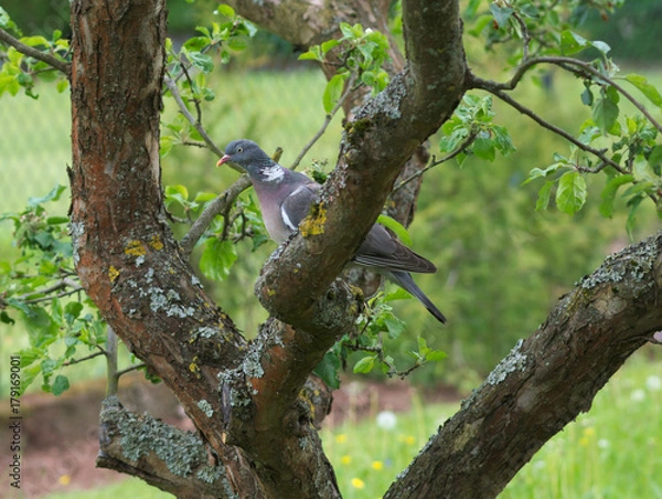 Obraz Columba palumbus