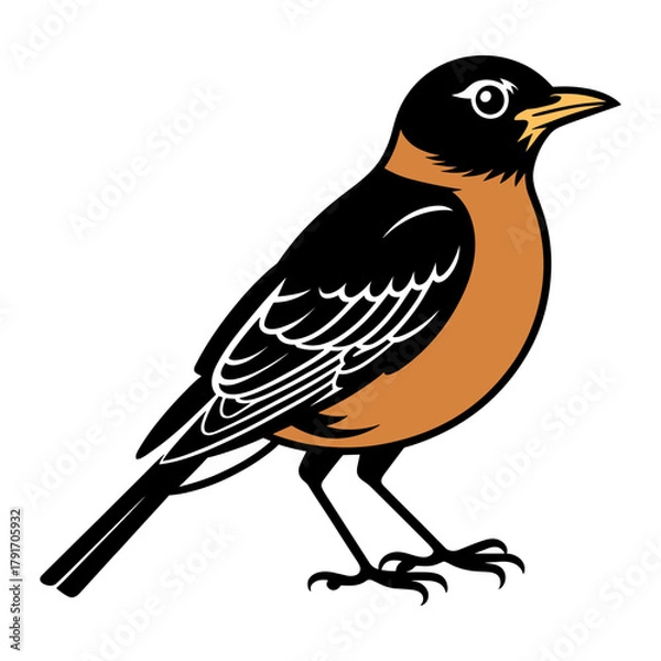 Fototapeta American Robin