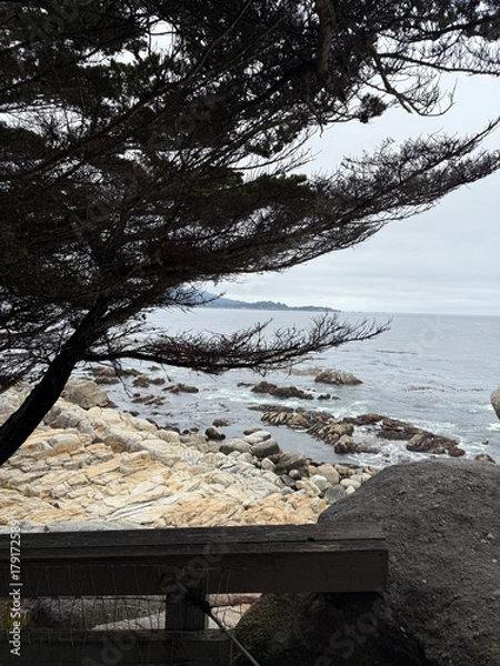 Fototapeta Ghost Trees at Blufftop Trail in Pebble Beach California USA Photo