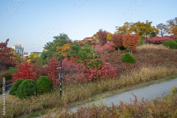 Fototapeta Wonderful autumn colors of the trees in a park in Seoul city