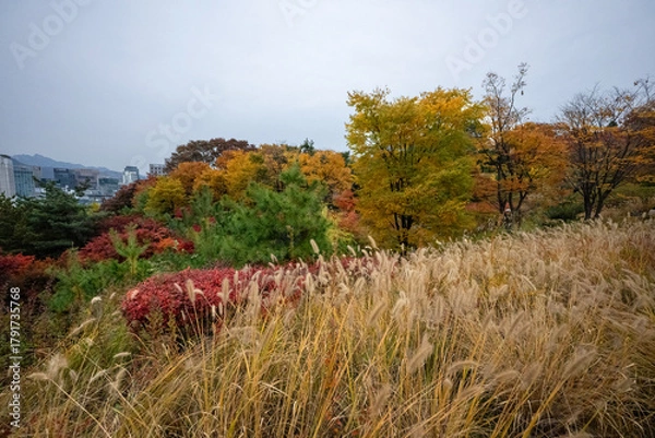 Fototapeta Wonderful autumn colors of the trees in a park in Seoul city
