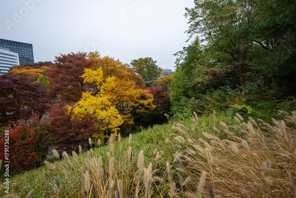 Fototapeta Wonderful autumn colors of the trees in a park in Seoul city