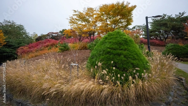 Fototapeta Wonderful autumn colors of the trees in a park in Seoul city