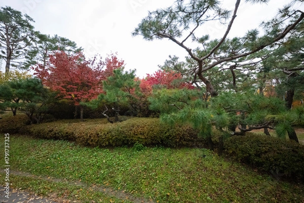 Fototapeta Wonderful autumn colors of the trees in a park in Seoul city