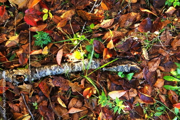 Fototapeta デザイン的な落葉模様