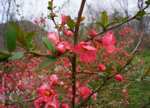 Obraz Japanese quince