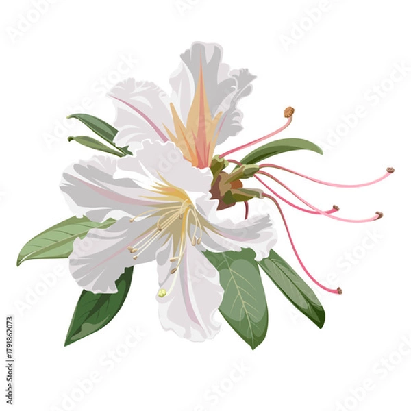 Obraz Beautiful bouquet of blossoming Rhododendron flowers. White plant isolated on a white background. 