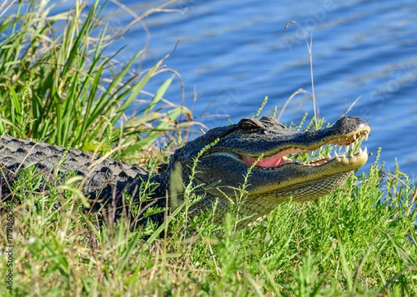 Fototapeta An American Alligator resting by the water's edge