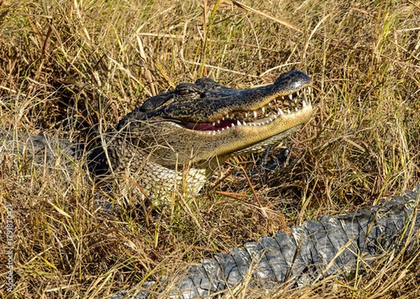 Fototapeta An American Alligator resting by the water's edge