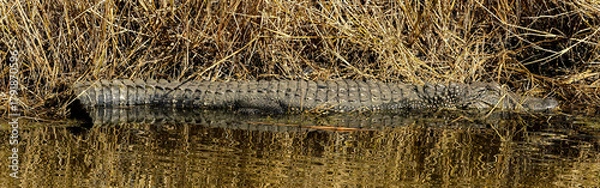 Fototapeta An American Alligator resting by the water's edge