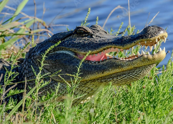 Fototapeta An American Alligator resting by the water's edge