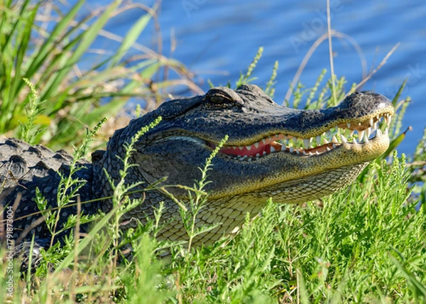 Fototapeta An American Alligator resting by the water's edge