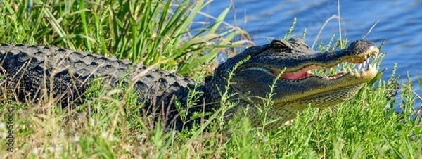 Fototapeta An American Alligator resting by the water's edge