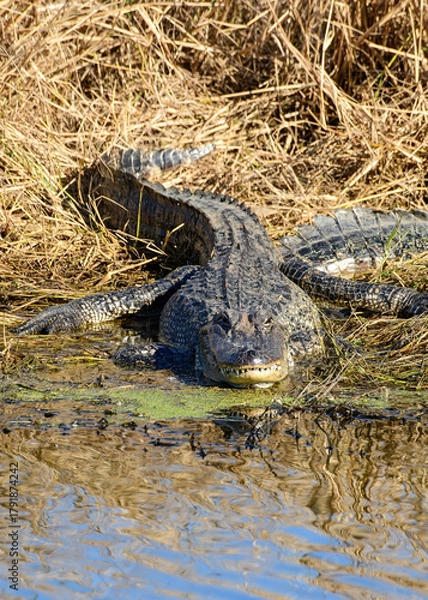 Fototapeta An American Alligator resting by the water's edge