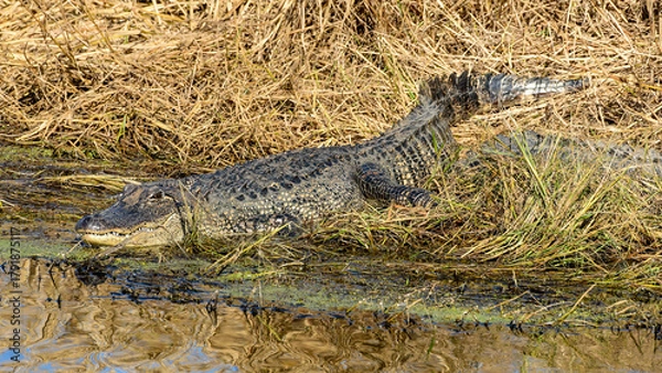 Fototapeta An American Alligator resting by the water's edge