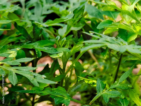 Fototapeta Lush green leaves glisten with delicate water droplets in soft, diffused natural light outdoor space