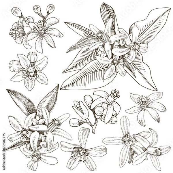 Fototapeta Citrus branches blossom vector set