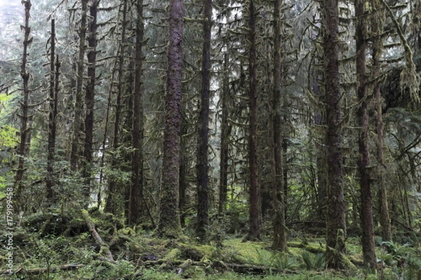 Fototapeta ホー・レインフォレスト