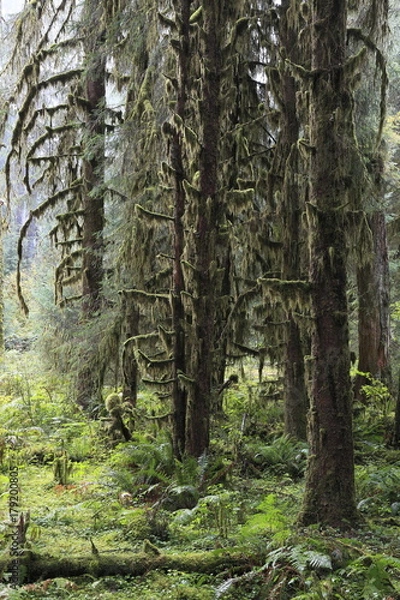 Fototapeta ホー・レインフォレスト