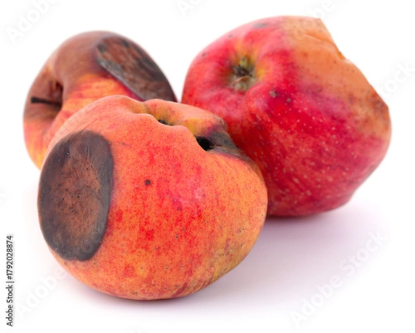 Obraz Rotten apples isolated on white background