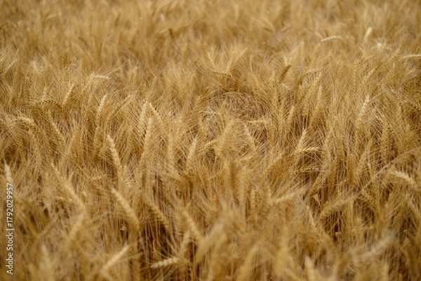 Obraz Golden wheat field ready for harvest