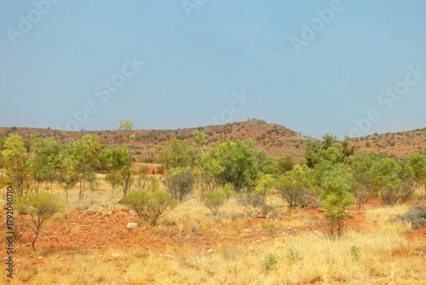 Fototapeta Savannah bushland in the Northern Territory of Australia, showing the sparse shrubs and yellow grass against a flat landscape