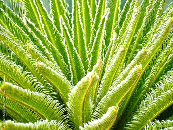 Fototapeta Radiant green palm fronds create a natural, vibrant texture and a feeling of tropical freshness.