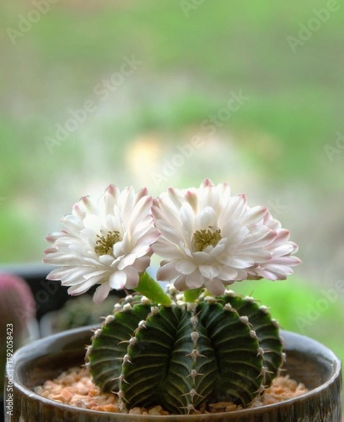 Obraz cactus in a pot