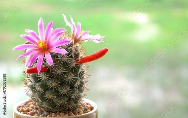 Obraz cactus in a pot with space for text