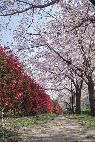 Obraz レッドロビンの垣根と桜並木