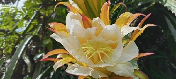 Obraz This dragon fruit flower blooms with soft white and yellow petals, exuding an exotic feel. The green background of the leaves enhances the color, creating a fresh, tropical feel.