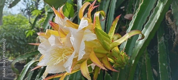 Obraz This dragon fruit flower blooms with soft white and yellow petals, exuding an exotic feel. The green background of the leaves enhances the color, creating a fresh, tropical feel.