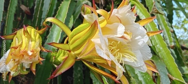 Obraz This dragon fruit flower blooms with soft white and yellow petals, exuding an exotic feel. The green background of the leaves enhances the color, creating a fresh, tropical feel.