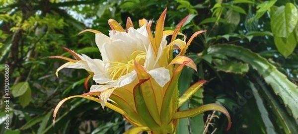 Obraz This dragon fruit flower blooms with soft white and yellow petals, exuding an exotic feel. The green background of the leaves enhances the color, creating a fresh, tropical feel.